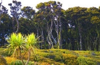 Haast_to_Hokitika;West_Coast;mountains;valleys;river;Tasman_Sea;State_highway_6;