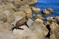 Palliser_Bay;Wairarapa;rocky_shoreline;coast_road;lighthouse;seals;bachs;holiday