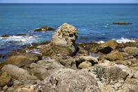 Seals_At_Paparoa_point;Kaikoura_Coast;Kaikoura;bush;native_forest;seaward_Kaikou