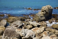 Seals_At_Paparoa_point;Kaikoura_Coast;Kaikoura;bush;native_forest;seaward_Kaikou