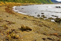 Kaikoura_Coast;Kaikoura;bush;native_forest;seaward_Kaikoura_Range;green_fields;p