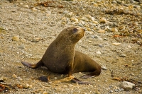 Kaikoura_Coast;Kaikoura;bush;native_forest;seaward_Kaikoura_Range;green_fields;p