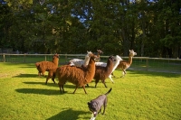Takaka;Golden_Bay;Bencarri_Nature_Park;hills;rivers;Road;bush;native_forrest;gre