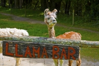 Takaka;Golden_Bay;Bencarri_Nature_Park;hills;rivers;Road;bush;native_forrest;gre