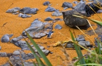 Moeraki;Otago;Yellow_Eyed_Penguins;Moeraki_Boulders
