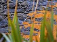Moeraki;Otago;Yellow_Eyed_Penguins;Moeraki_Boulders