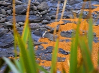 Moeraki;Otago;Yellow_Eyed_Penguins;Moeraki_Boulders