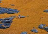 Moeraki;Otago;Yellow_Eyed_Penguins;Moeraki_Boulders