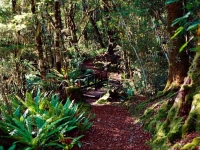 Marui_River_Valley_Buller_Region_Native_Bush