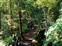 Marui_River_Valley_Buller_Region_Native_Bush