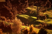 Sheep_Paddocks;Auckland;Dairy_Flat