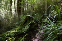 Native_Bush;Buller_region;Bush