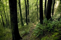 Native_Bush;Buller_region;Bush