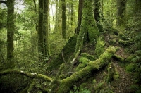 Native_Bush;Buller_region;Bush;beech_trees;beech_forest