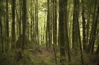 Bush;Buller_Region;beech_trees
