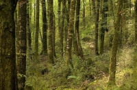 Bush;Buller_Region;beech_trees
