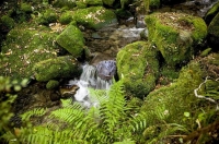 Bush;creek;Buller_Region;lichen;moss;flowing_water;stream;waterfall