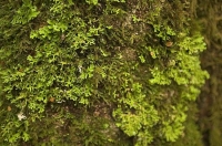 Bush;Buller_Region;lichen;moss