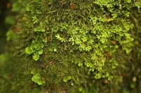 Bush;Buller_Region;lichen;moss