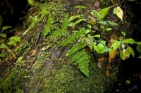 Bush;Buller_Region;lichen;moss;Fern