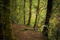 Bush;Buller_Region;beech_trees