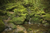 Bush;creek;Buller_Region;lichen;moss;flowing_water;stream