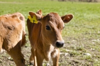Jersey_calf;Murchison;Buller_Region;Dairy_farm;dairy_farming;green_fields;green_