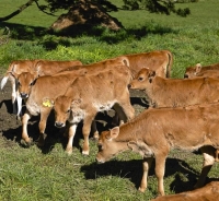 Jersey_calf;Murchison;Buller_Region;Dairy_farm;dairy_farming;green_fields;green_