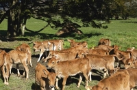 Jersey_calf;Murchison;Buller_Region;Dairy_farm;dairy_farming;green_fields;green_