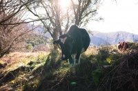 Fresian_cow;Murchison;Buller_Region;Dairy_farm;dairy_farming;green_fields;green_