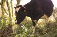 Fresian_cow;Murchison;Buller_Region;Dairy_farm;dairy_farming;green_fields;green_
