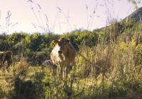 Jersey_cow;Murchison;Buller_Region;Dairy_farm;dairy_farming;green_fields;green_p
