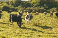 pregnant_cow;Murchison;Buller_Region;Dairy_farm;dairy_farming;green_fields;green