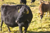pregnant_cow;Murchison;Buller_Region;Dairy_farm;dairy_farming;green_fields;green