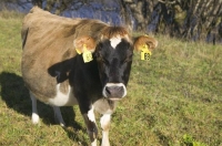 pregnant_cow;Murchison;Buller_Region