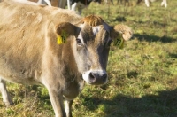 pregnant_cow;Murchison;Buller_Region;bovine_animal;animal