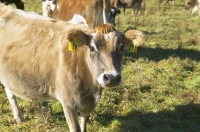 pregnant_cow;Murchison;Buller_Region;bovine_animal;animal