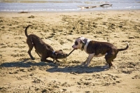 Dogs_playing;Nelson;Tasman_Bay;Tahunanui_Beach;sandy_beaches;beach;beach_front;b