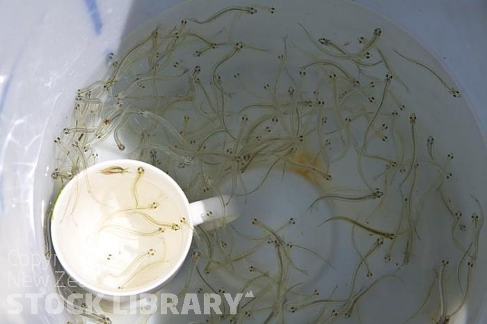 Whitebait in bucket