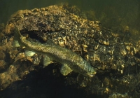 Brown_trout;Bush;creek;Buller_Region;lichen;moss;flowing_water;stream;Maruia_Riv