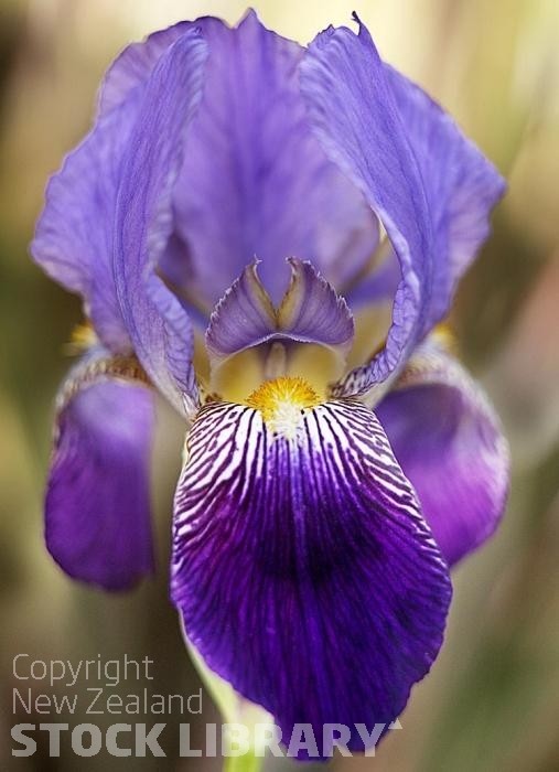Iris flower