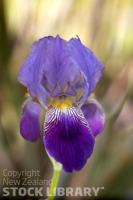 Iris flower