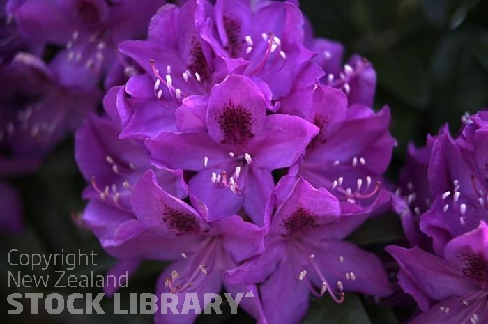 Rhodedendron Flower