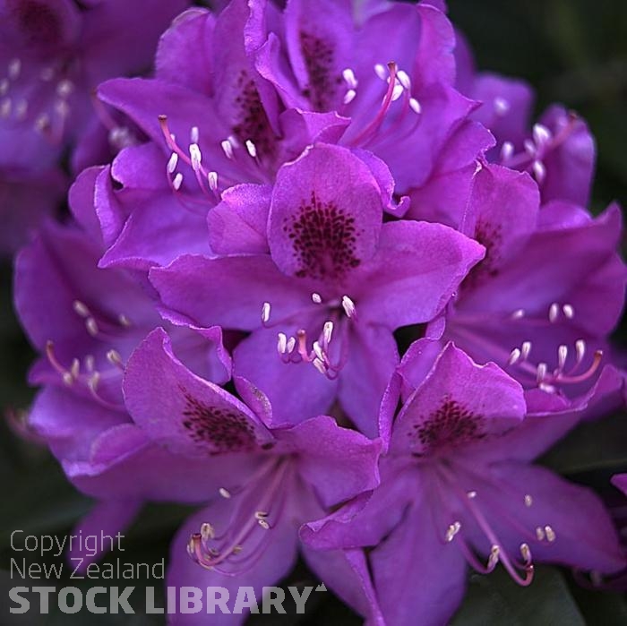 Rhodedendron Flower