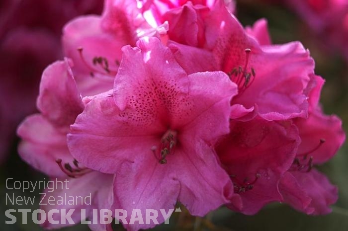 Rhodedendron Flower