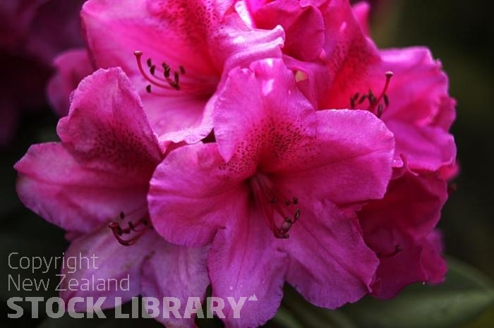 Rhodedendron Flower