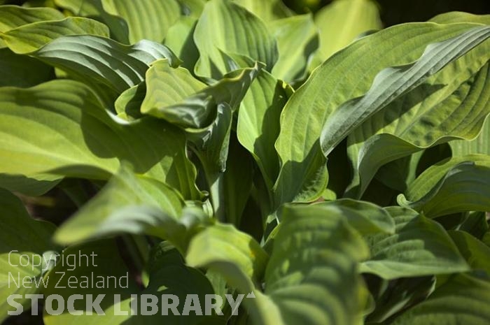 Hosta leaves