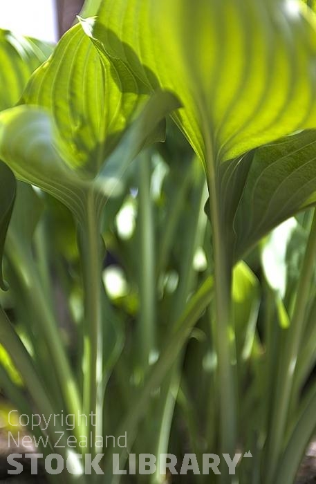 Hosta leaves