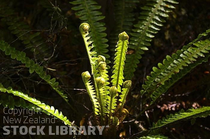 Ferns unfurling