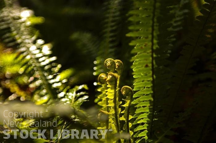 Ferns unfurling